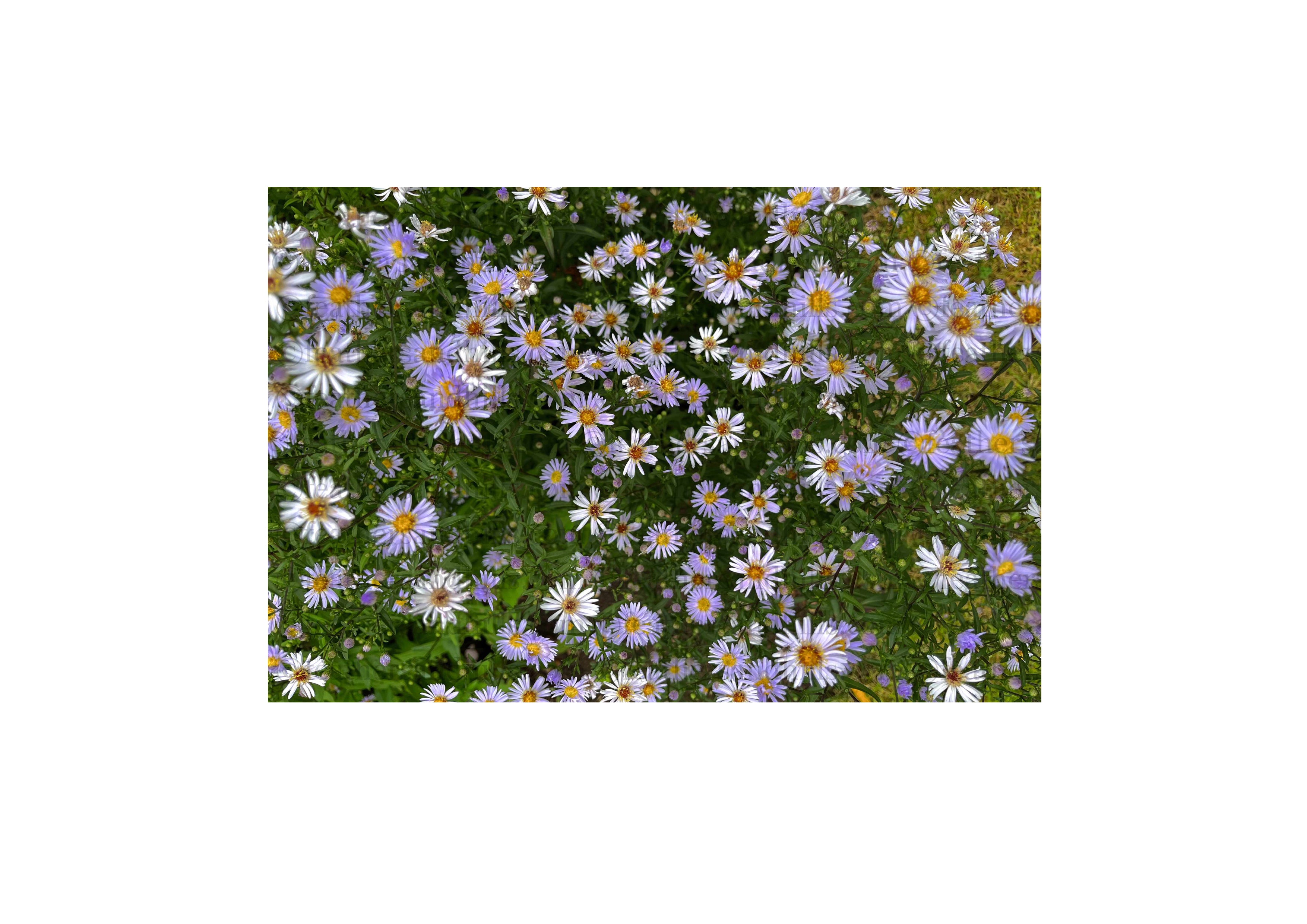 Spring Flowers