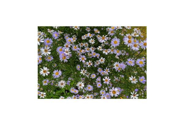 Spring Flowers