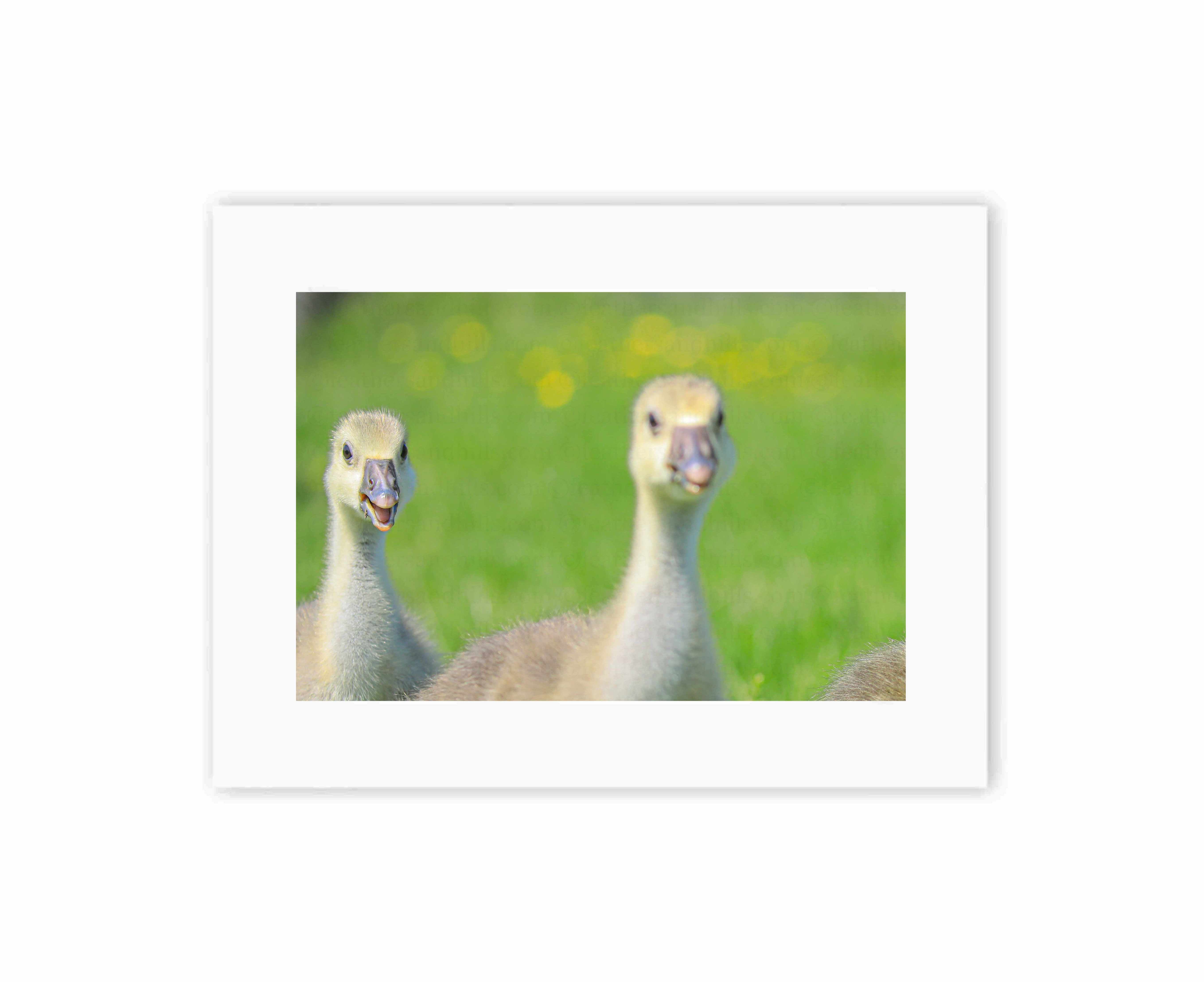 Cute Goslings
