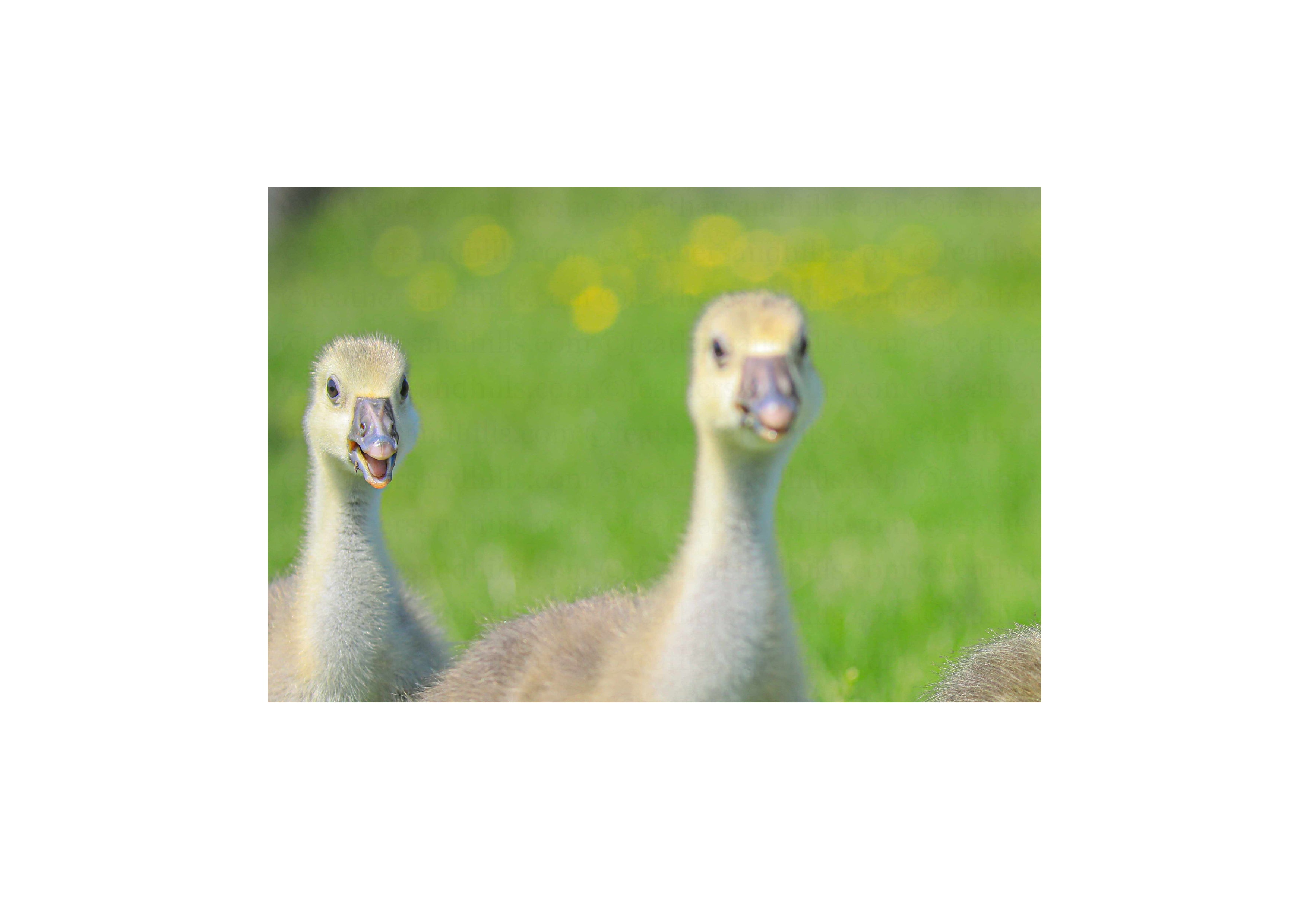 Spring Goslings