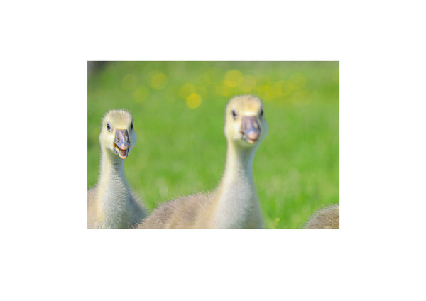 Spring Goslings