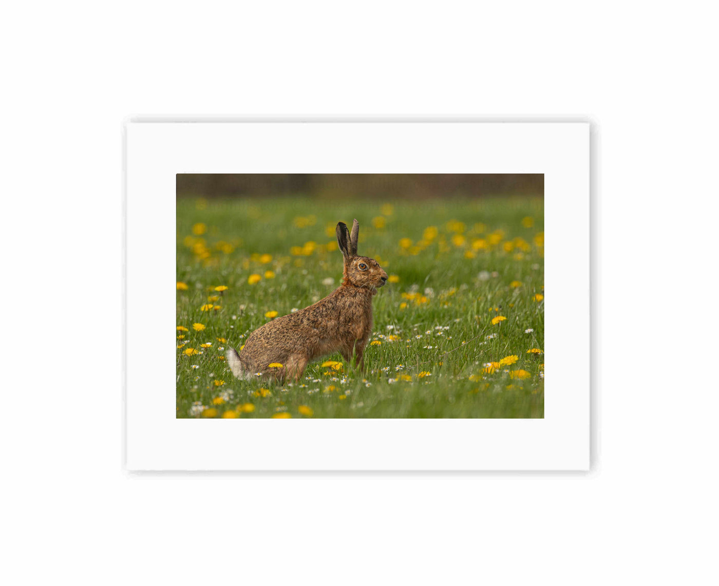 Spring Hare