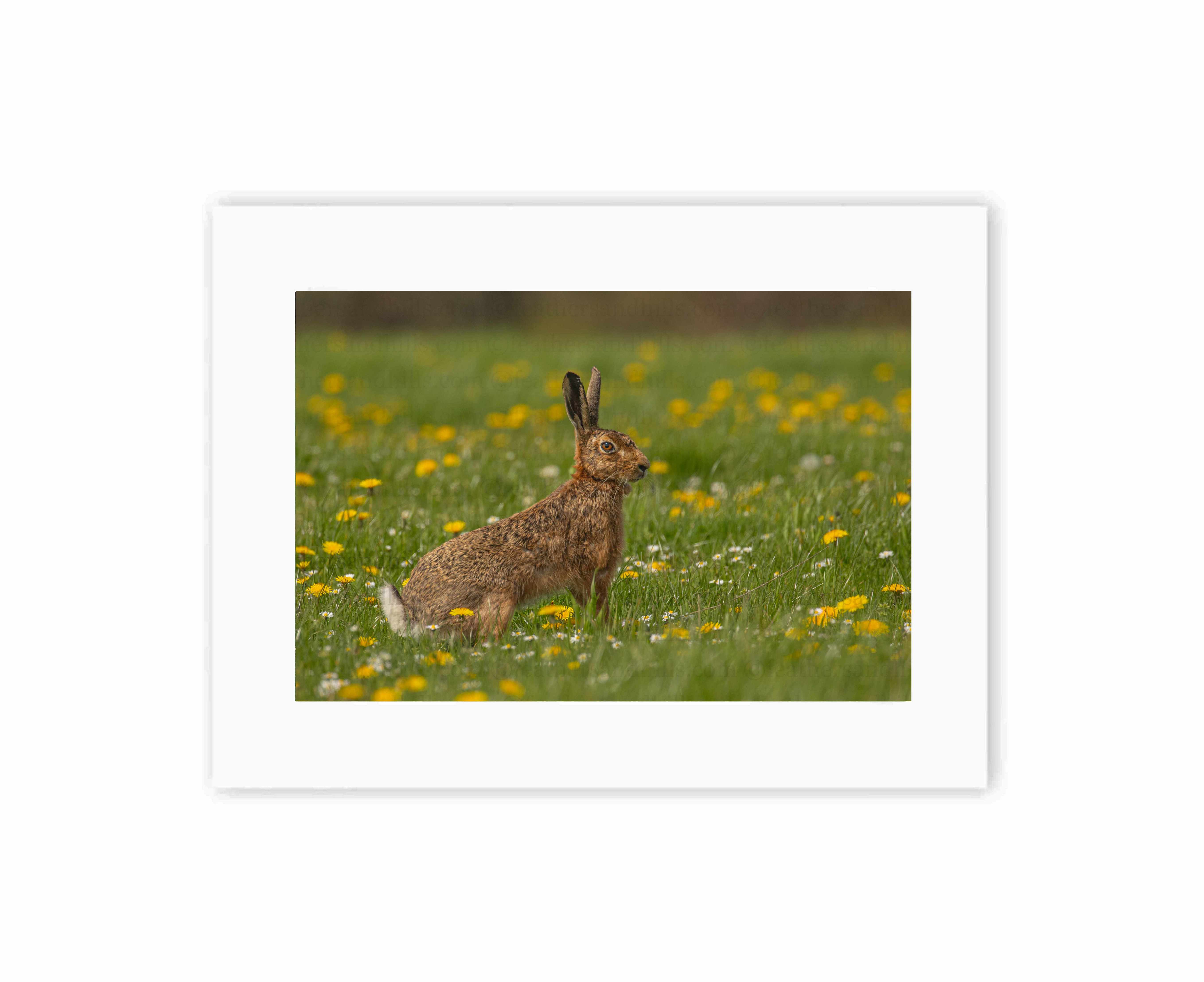 Spring Hare