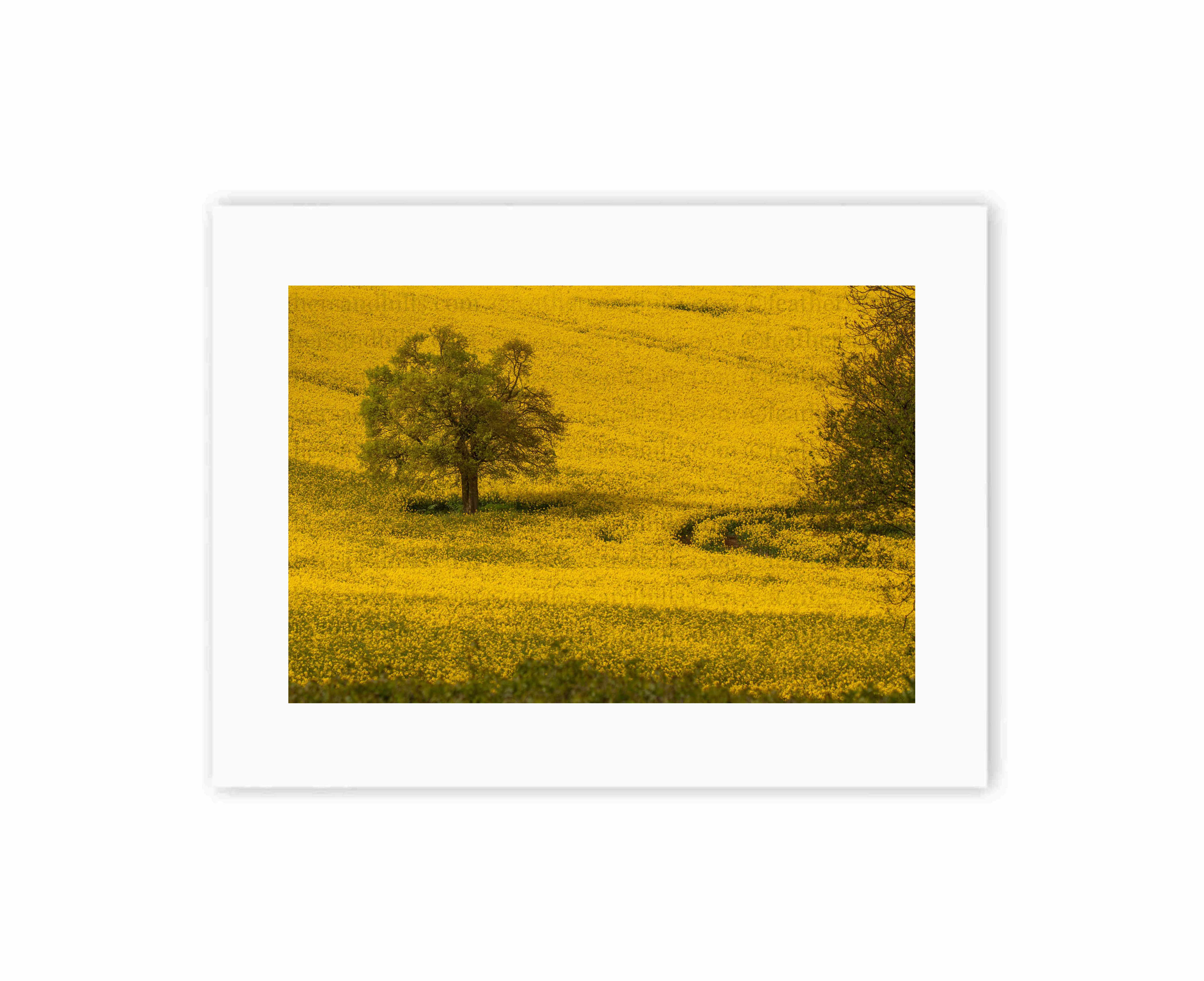 A Spring Tree