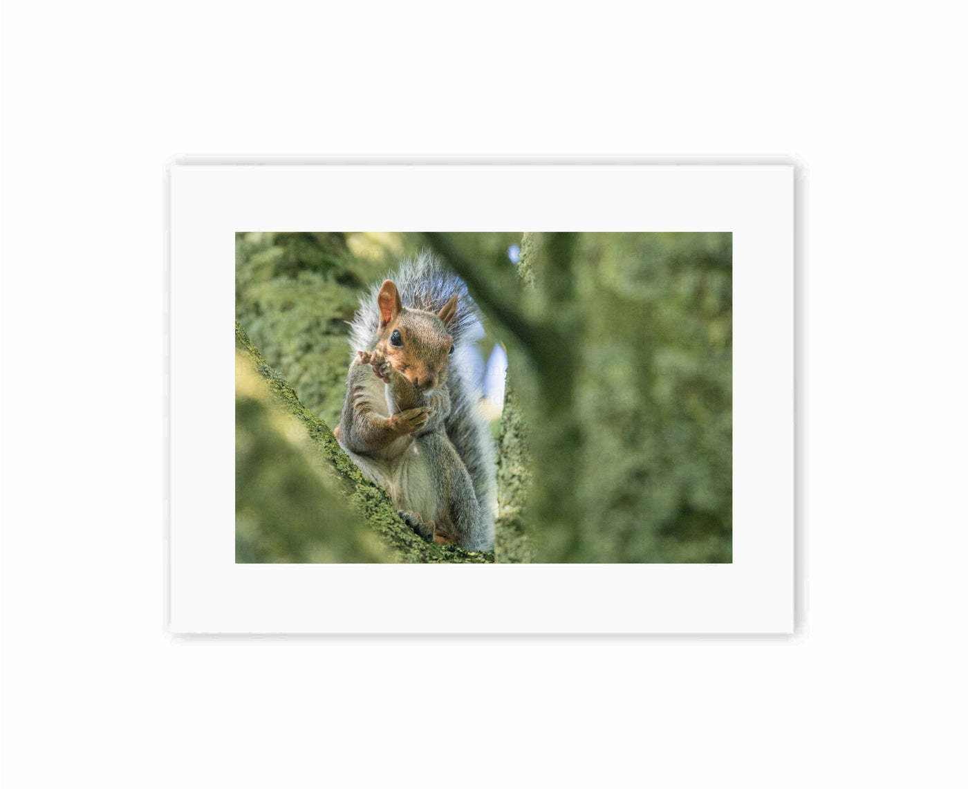 Squirrel Moves