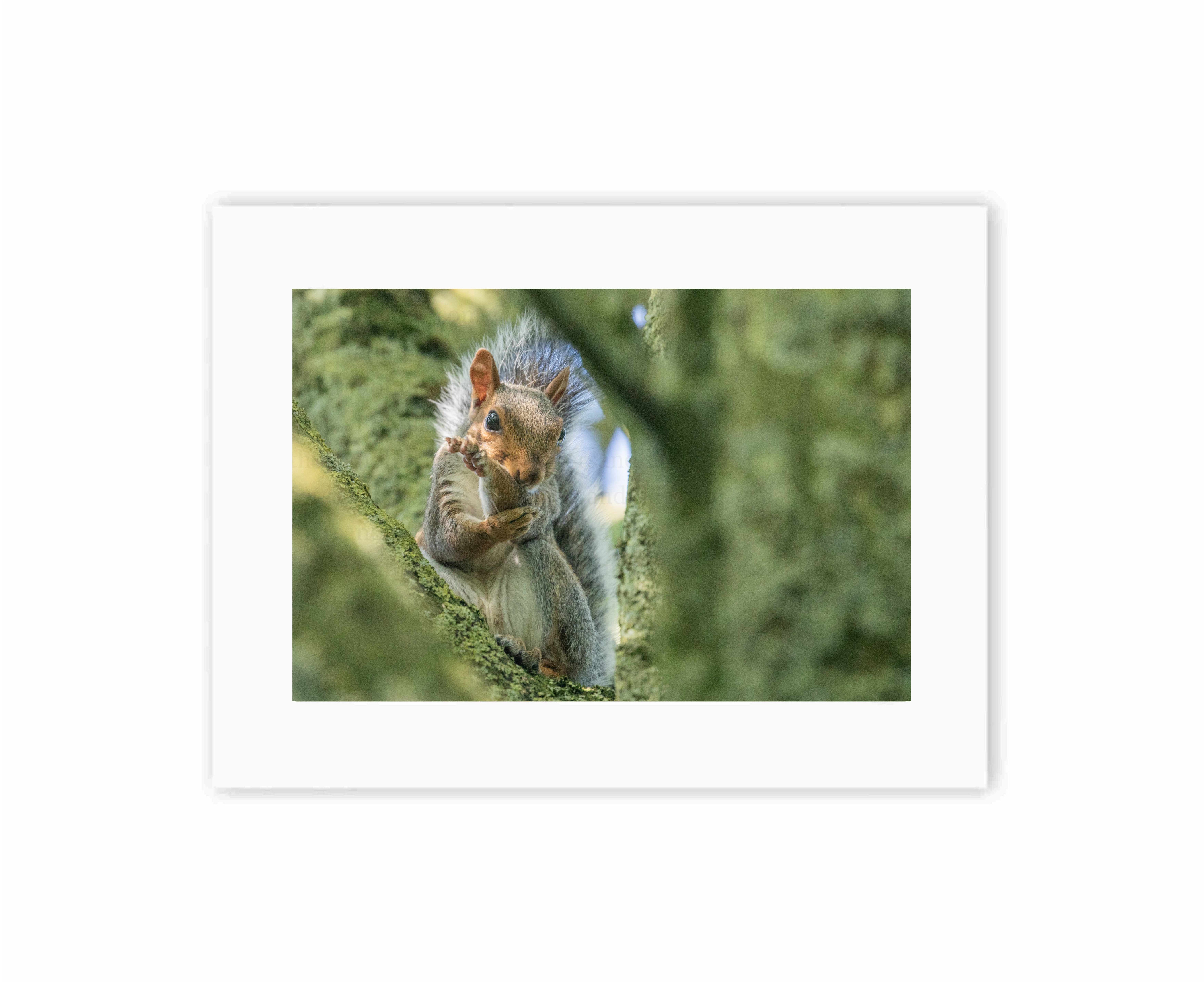 Squirrel Moves