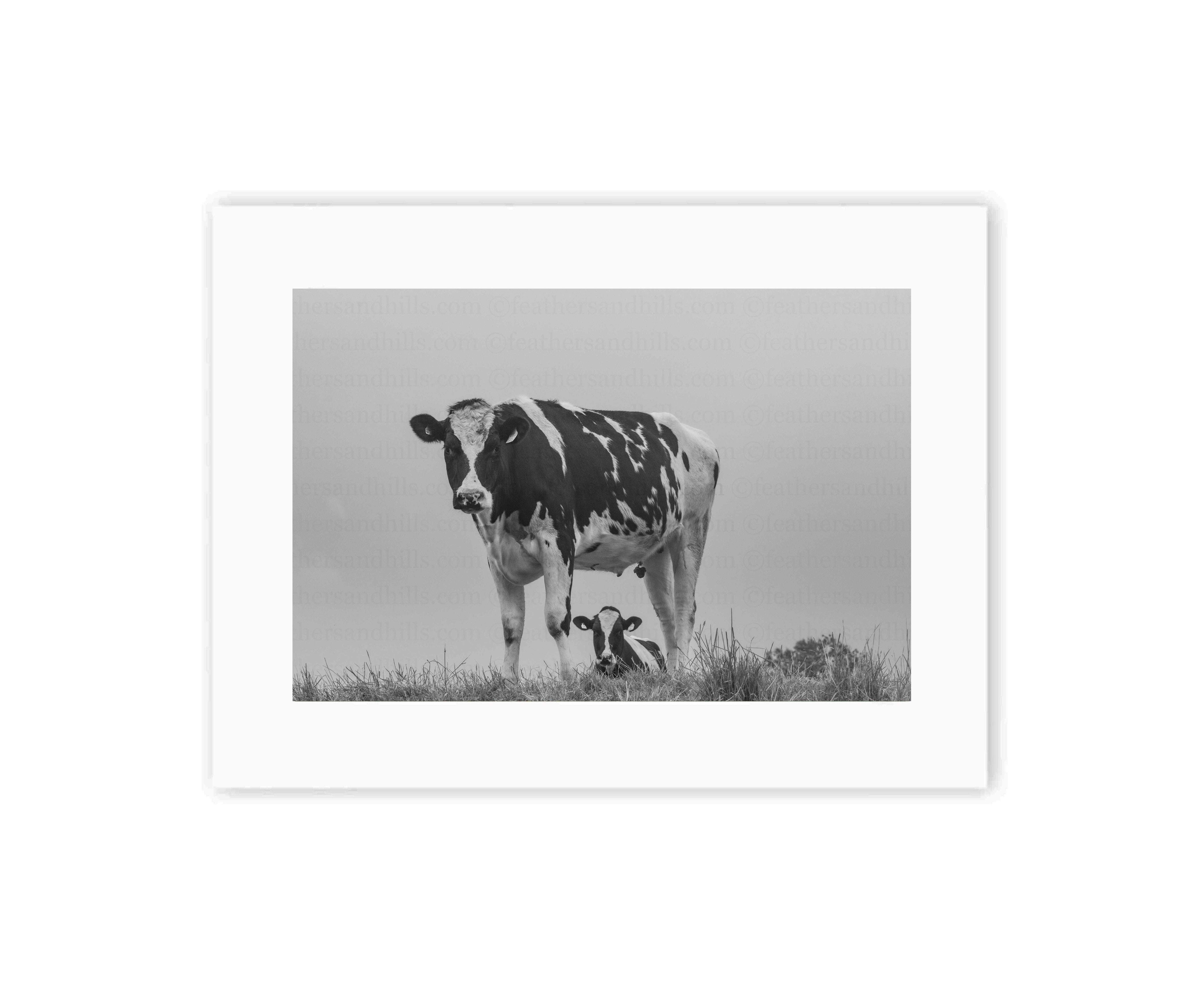 Standing Cows