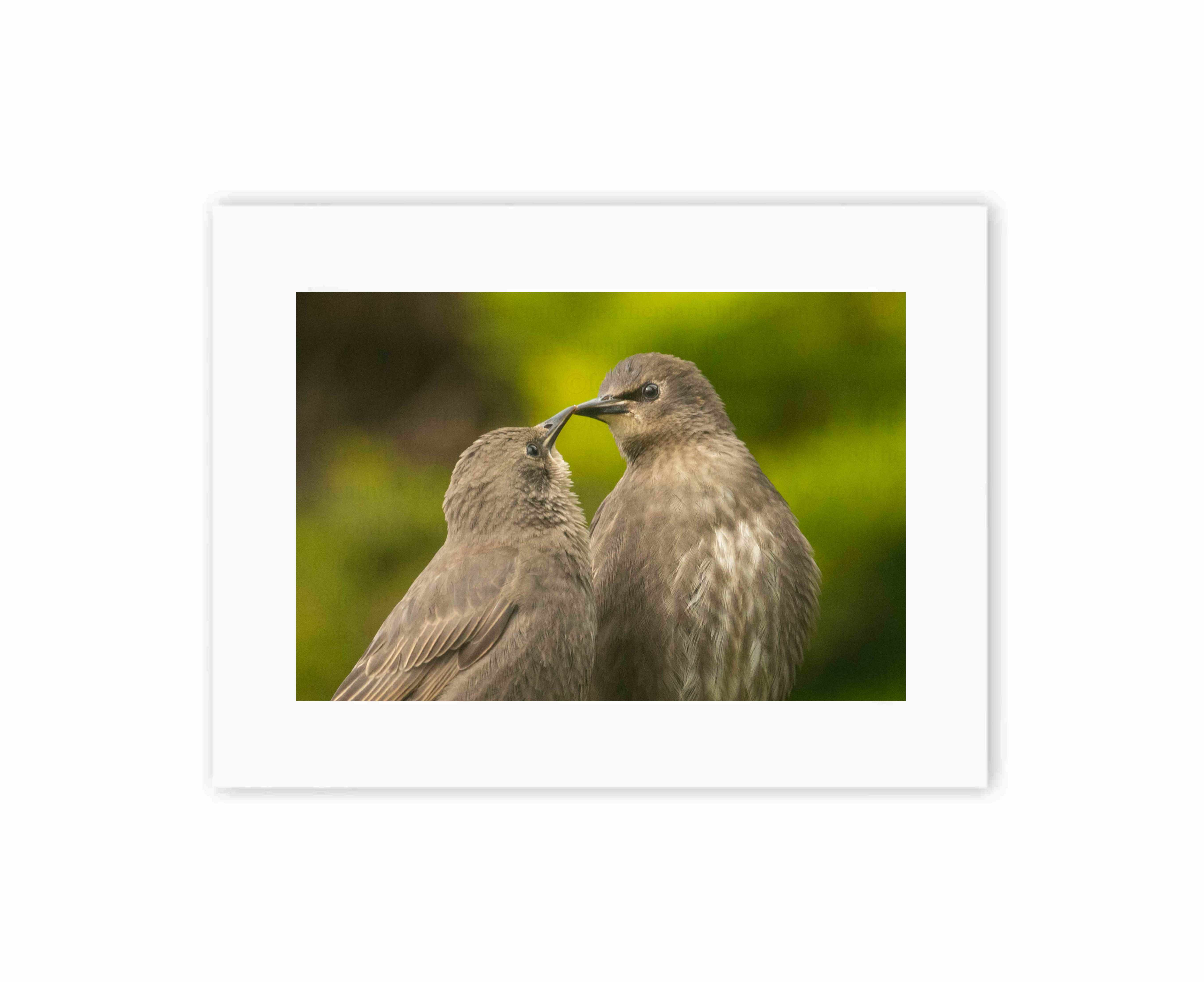 Starling Kiss