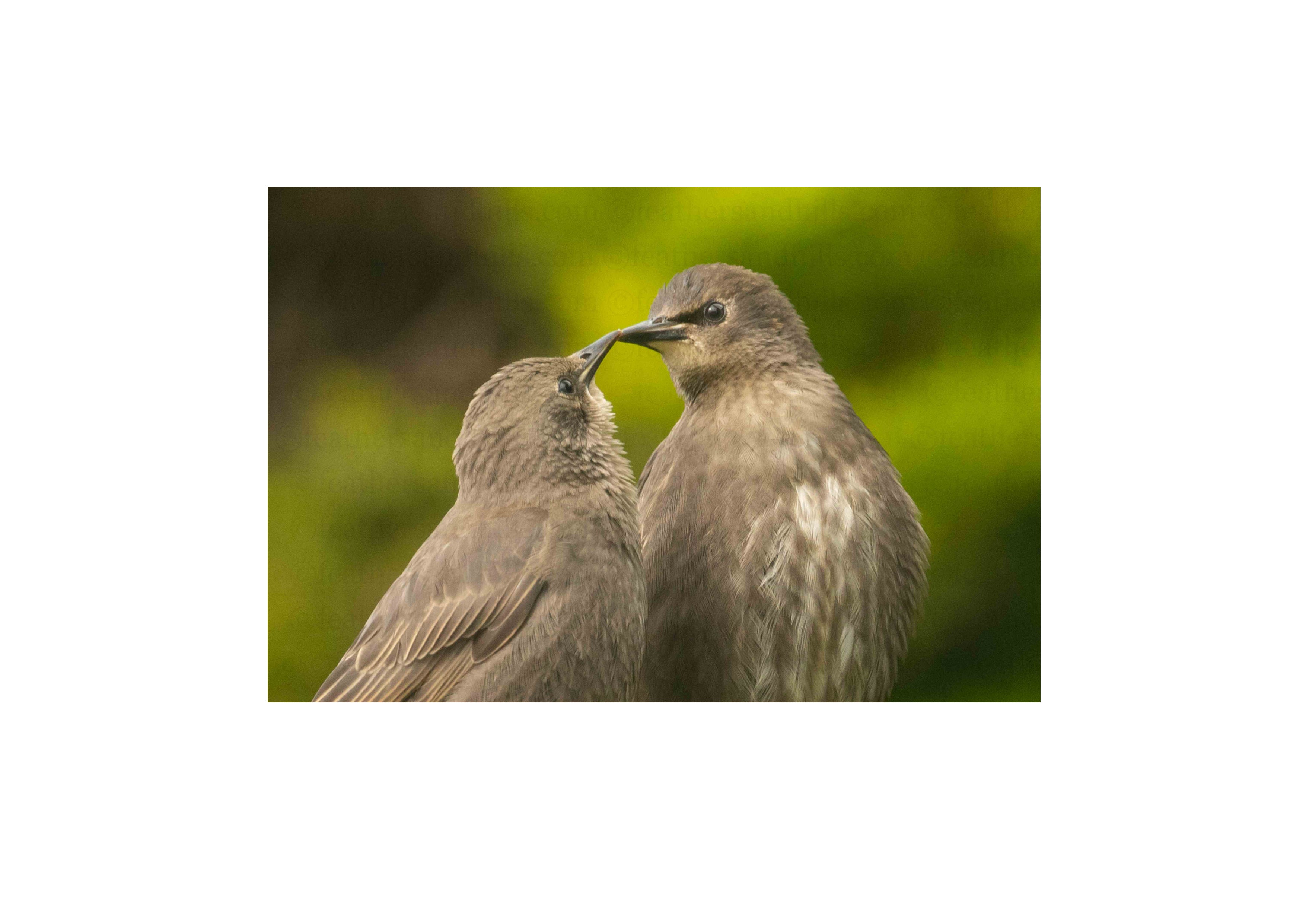 Starling Kiss