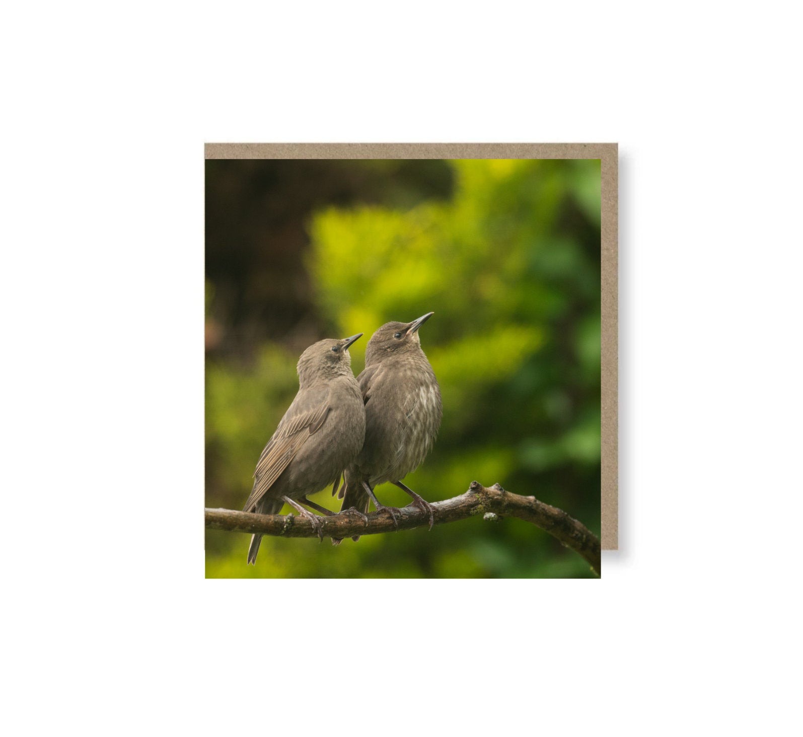 Starling Siblings