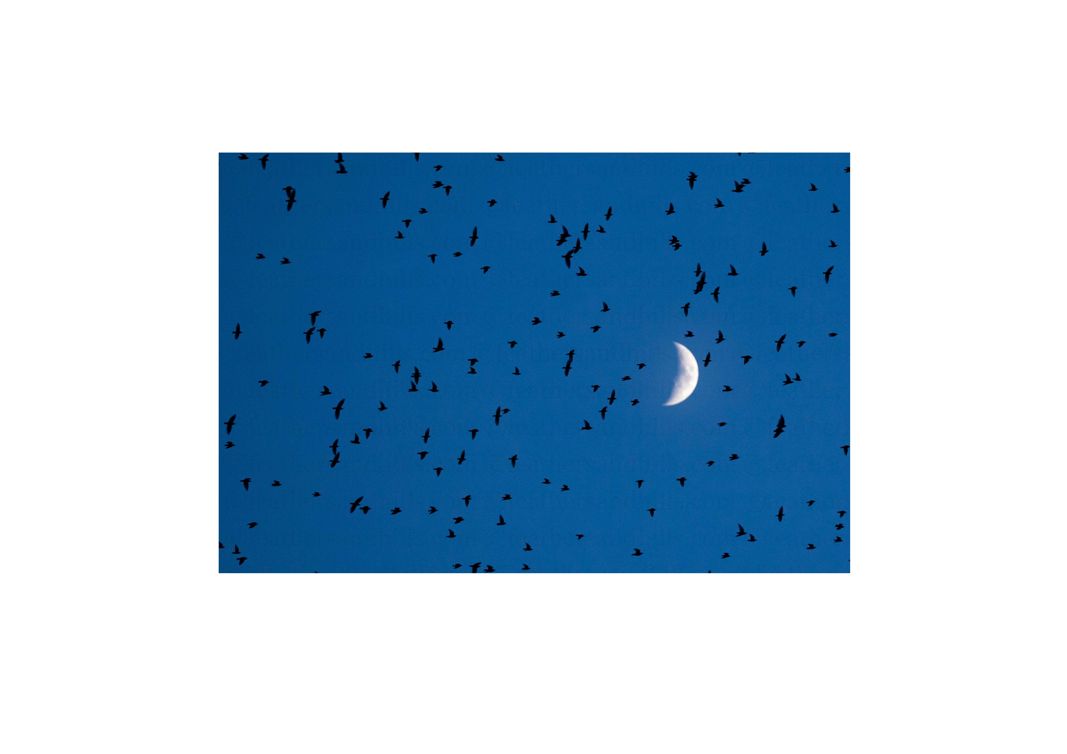 Starlings against the moon
