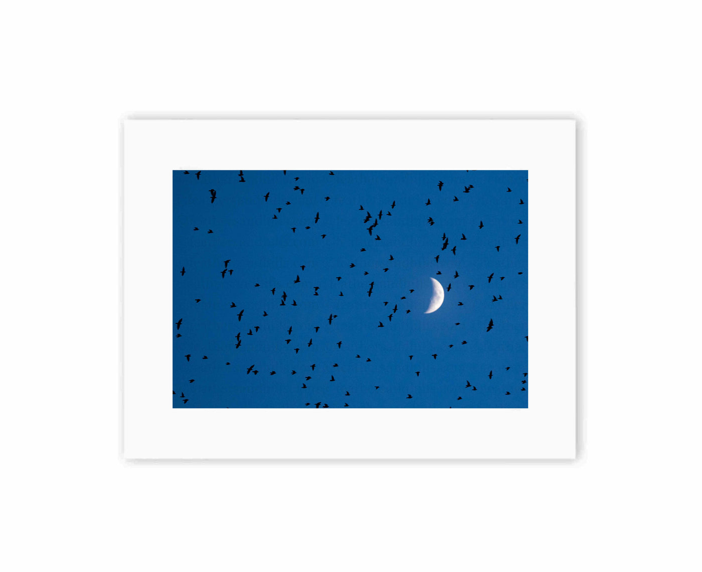 Starlings against the moon