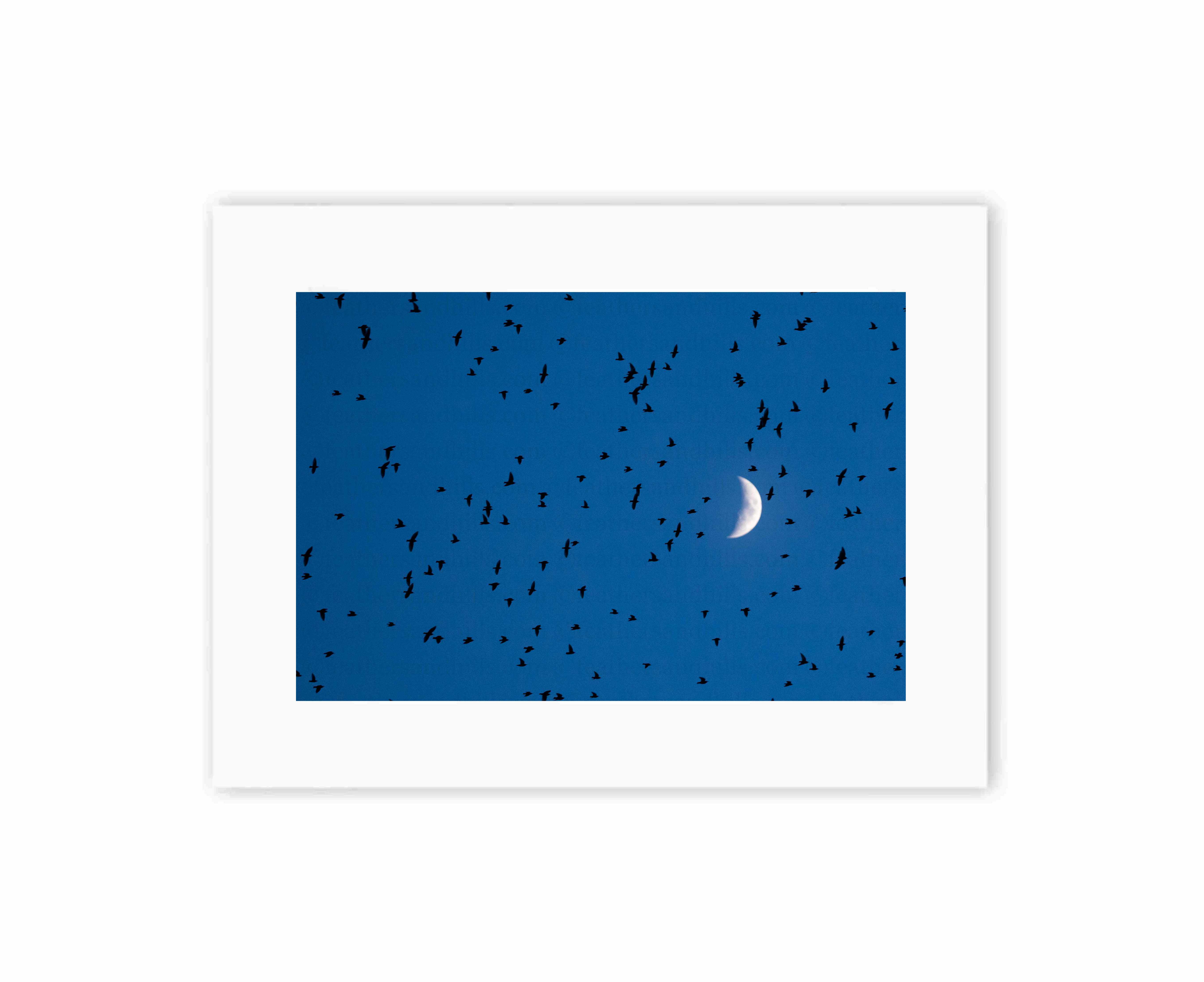 Starlings against the moon