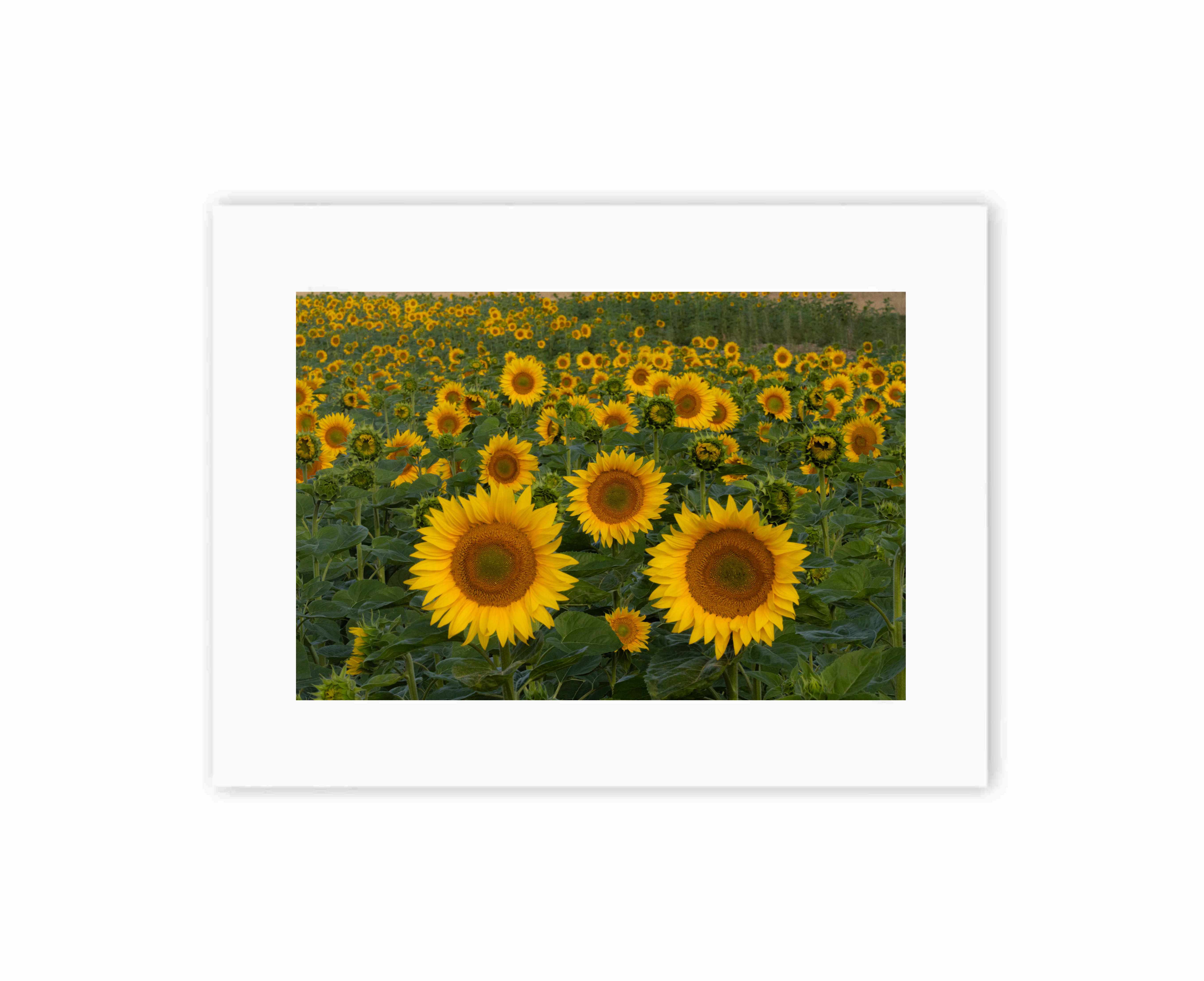 Sunflowers