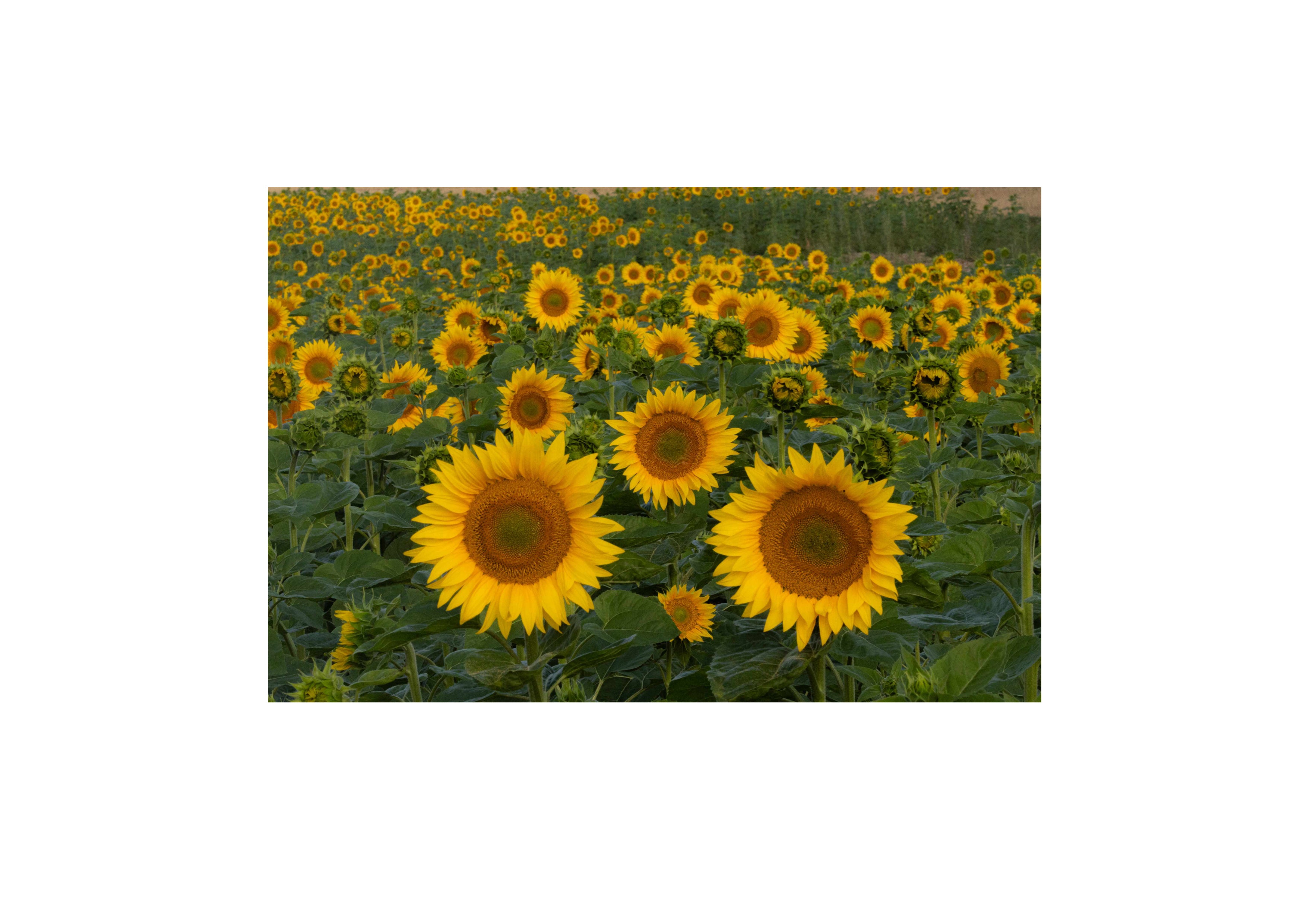 Summer Sunflowers