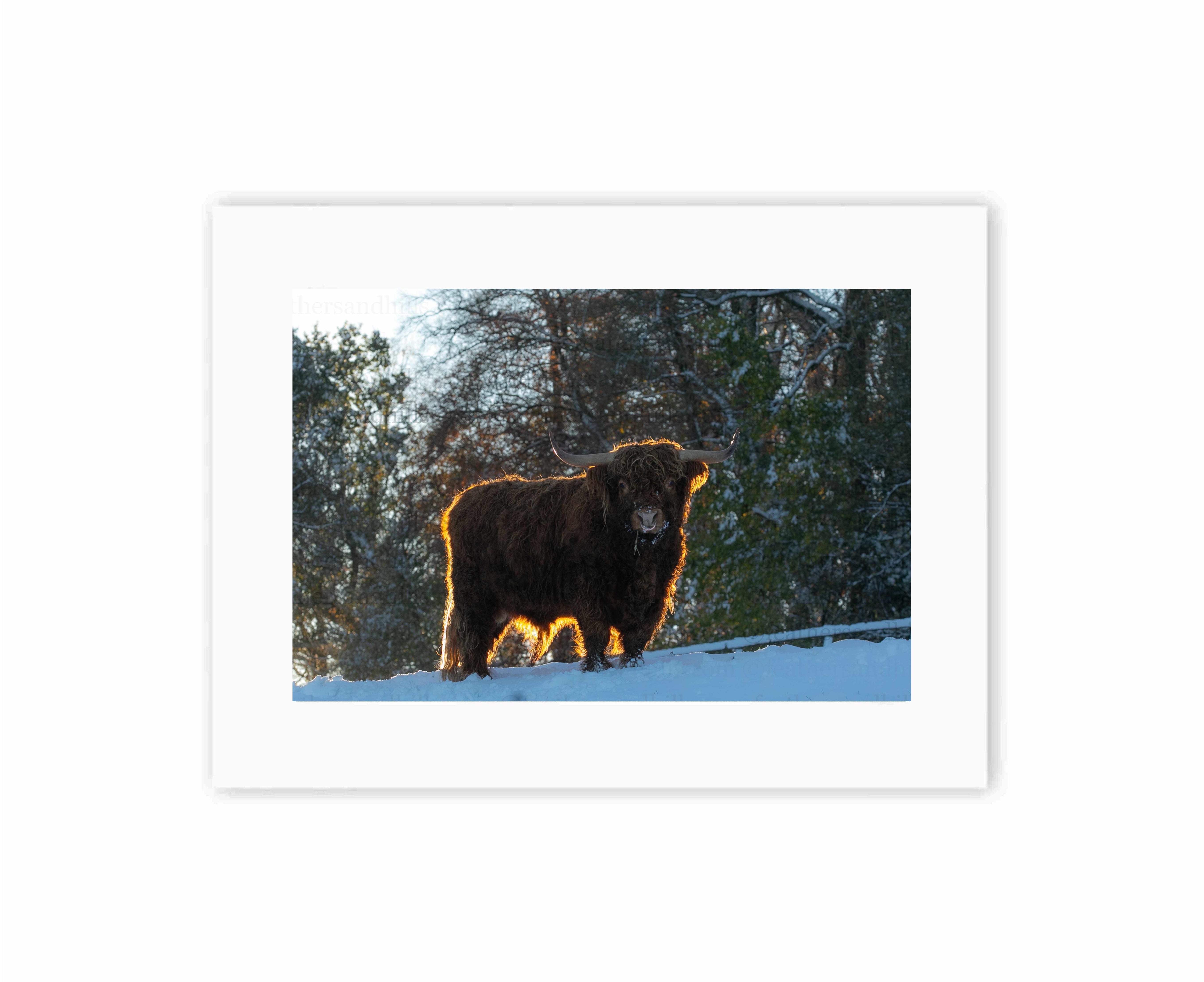 Sunlit Highland Cow