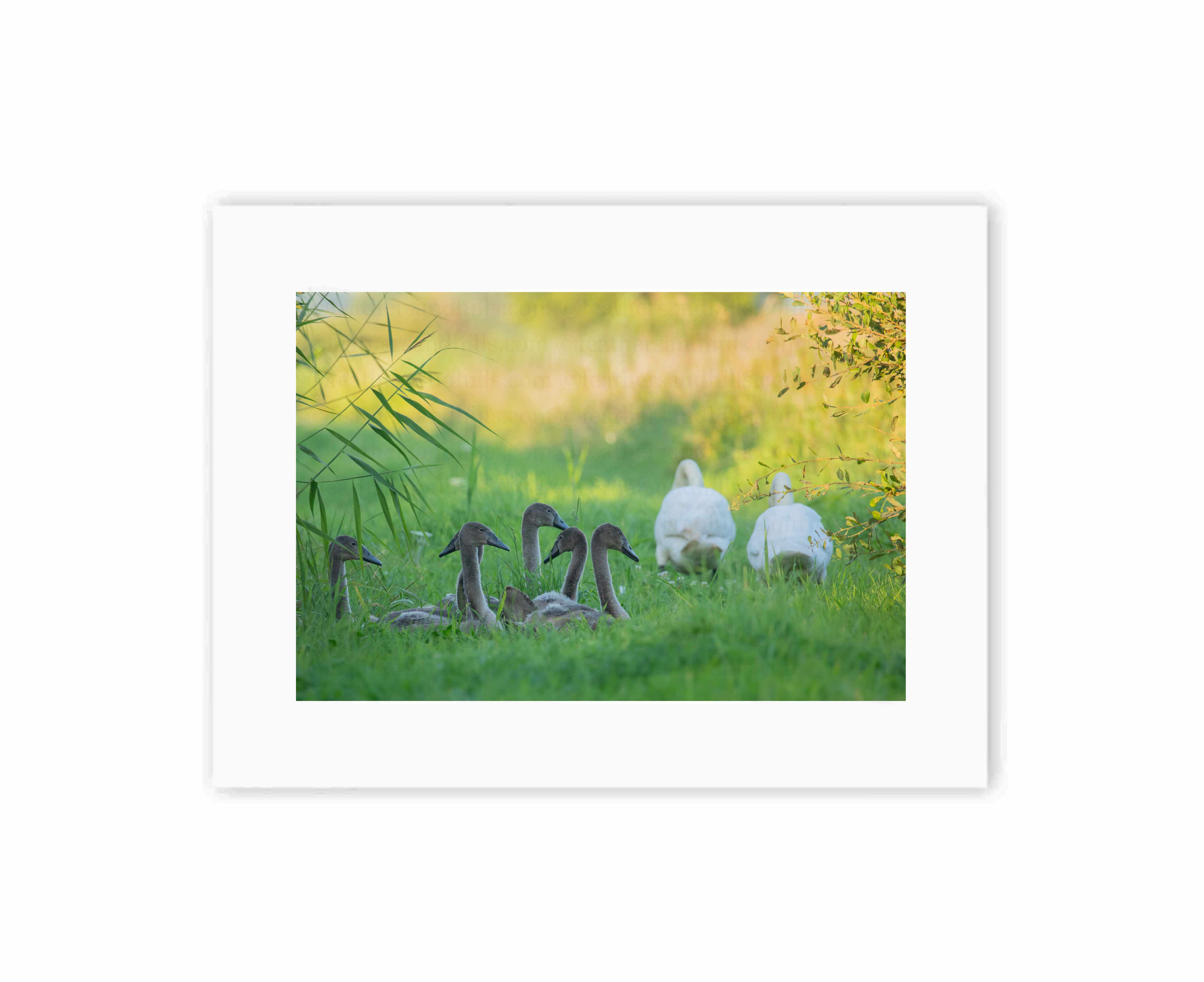 Swan Family