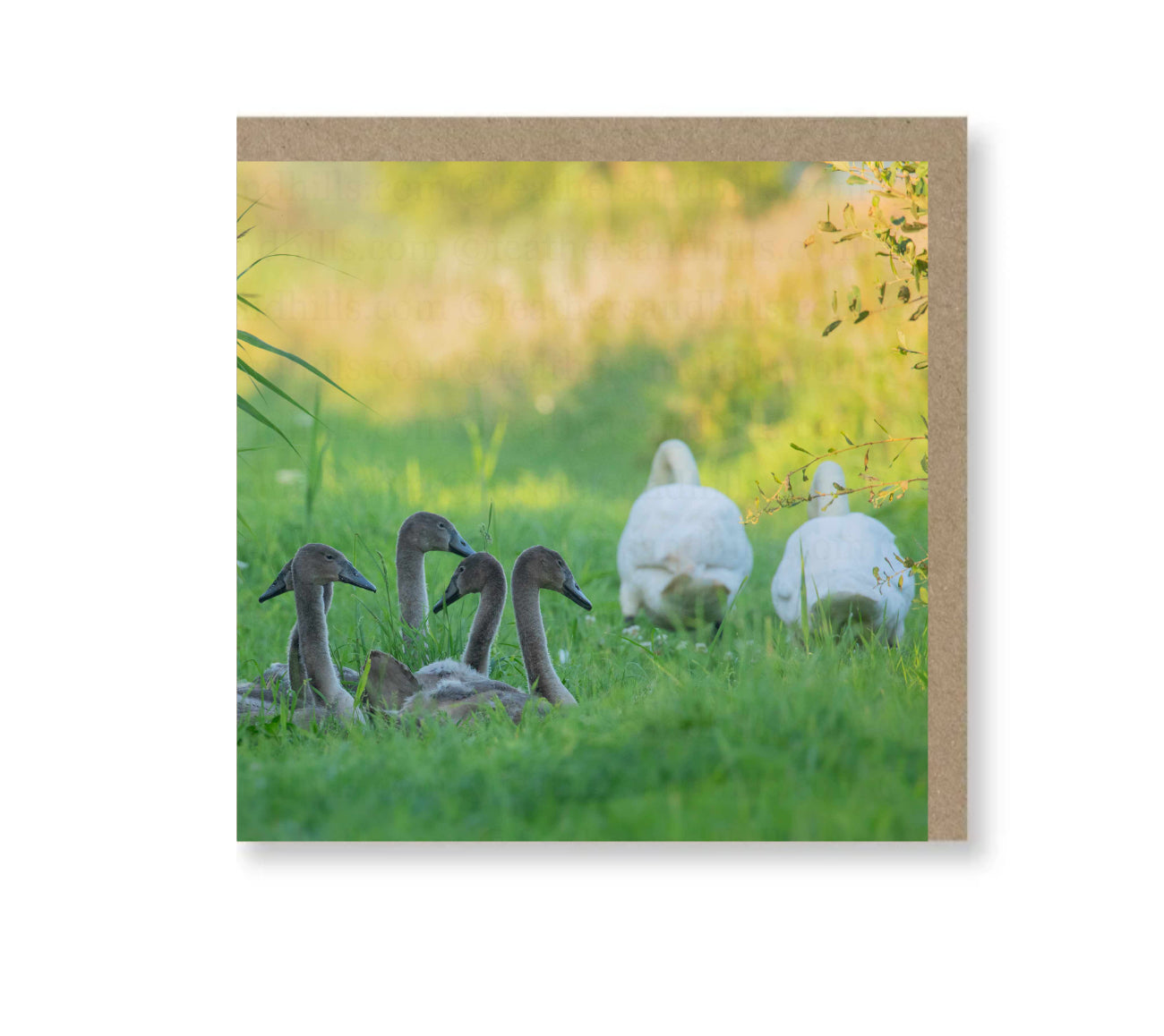 Swan Family
