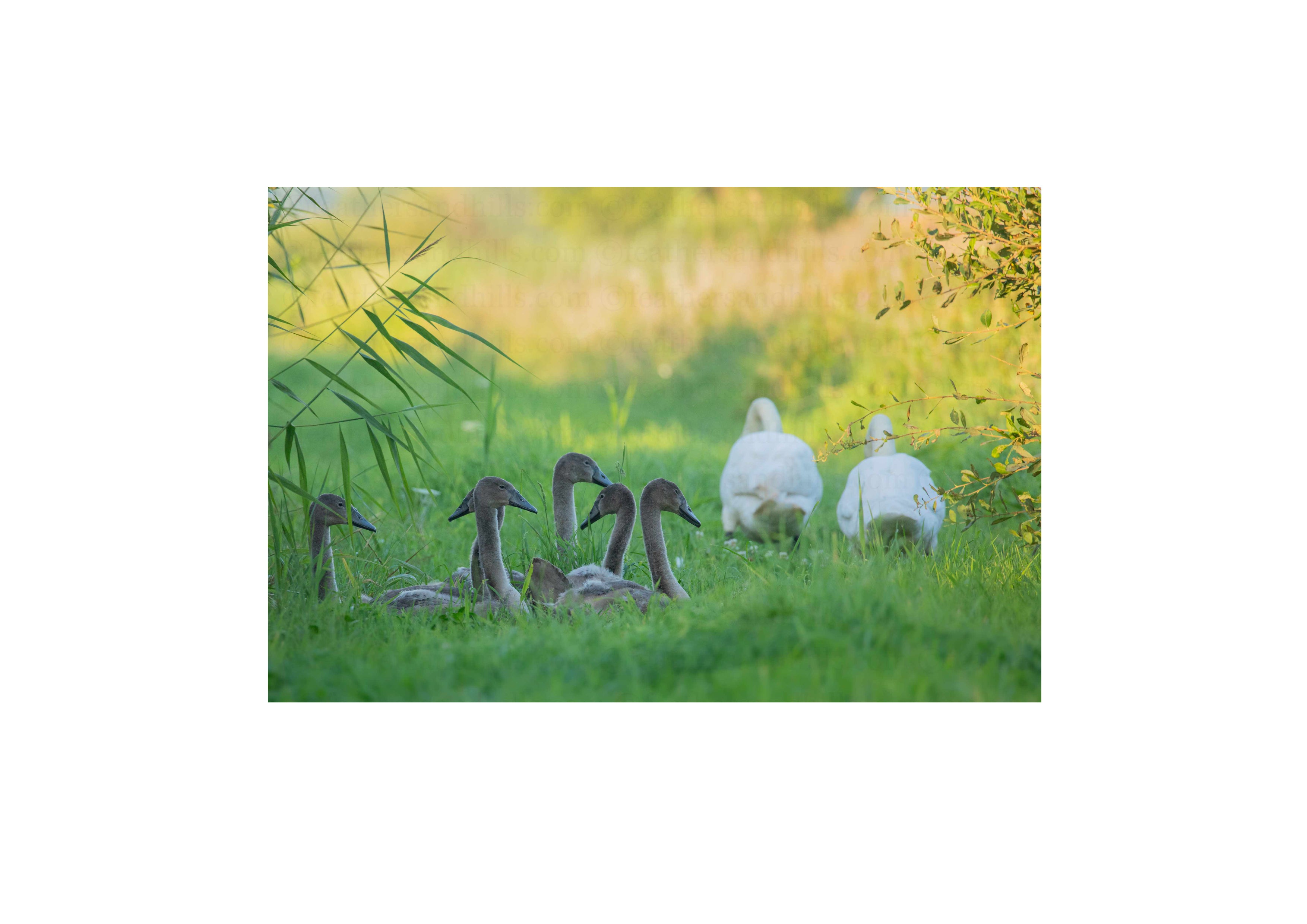 Swan Family
