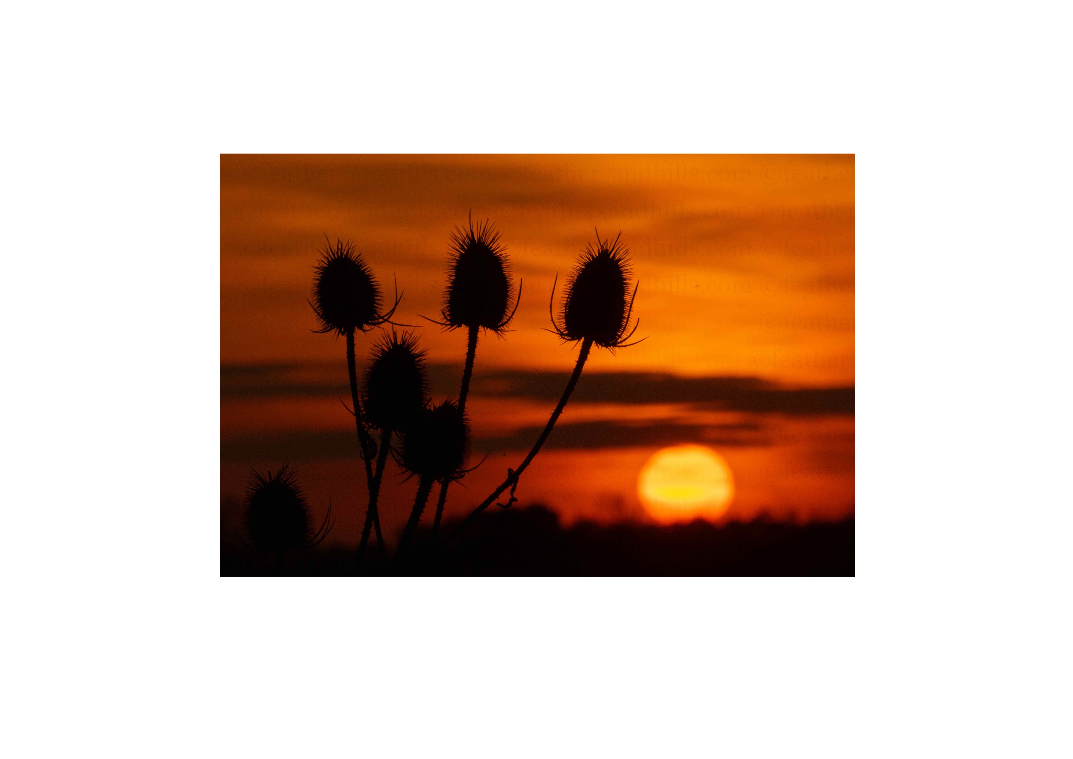 Teasel Sunset