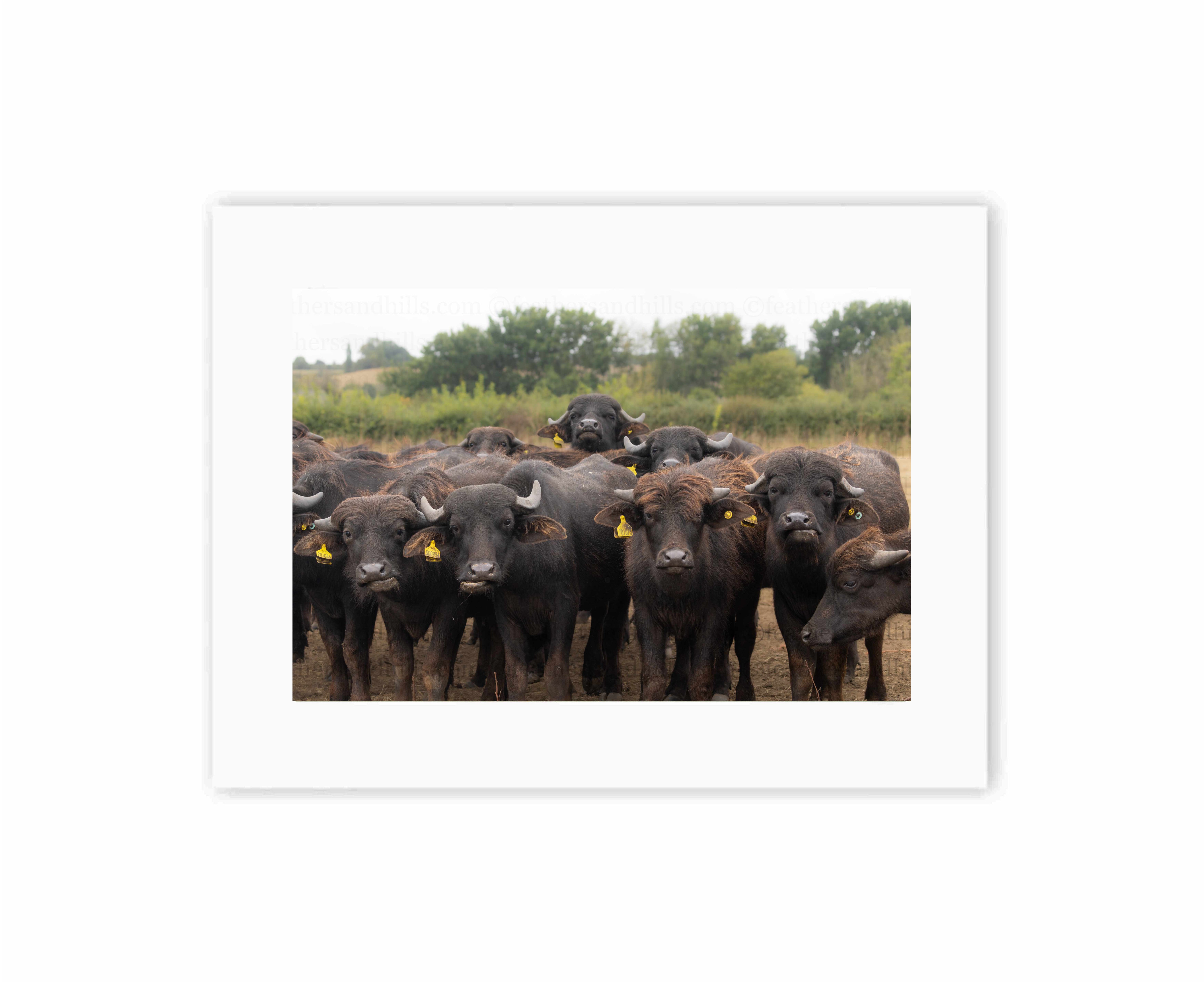 The Buffalo Gang