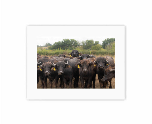 The Buffalo Gang