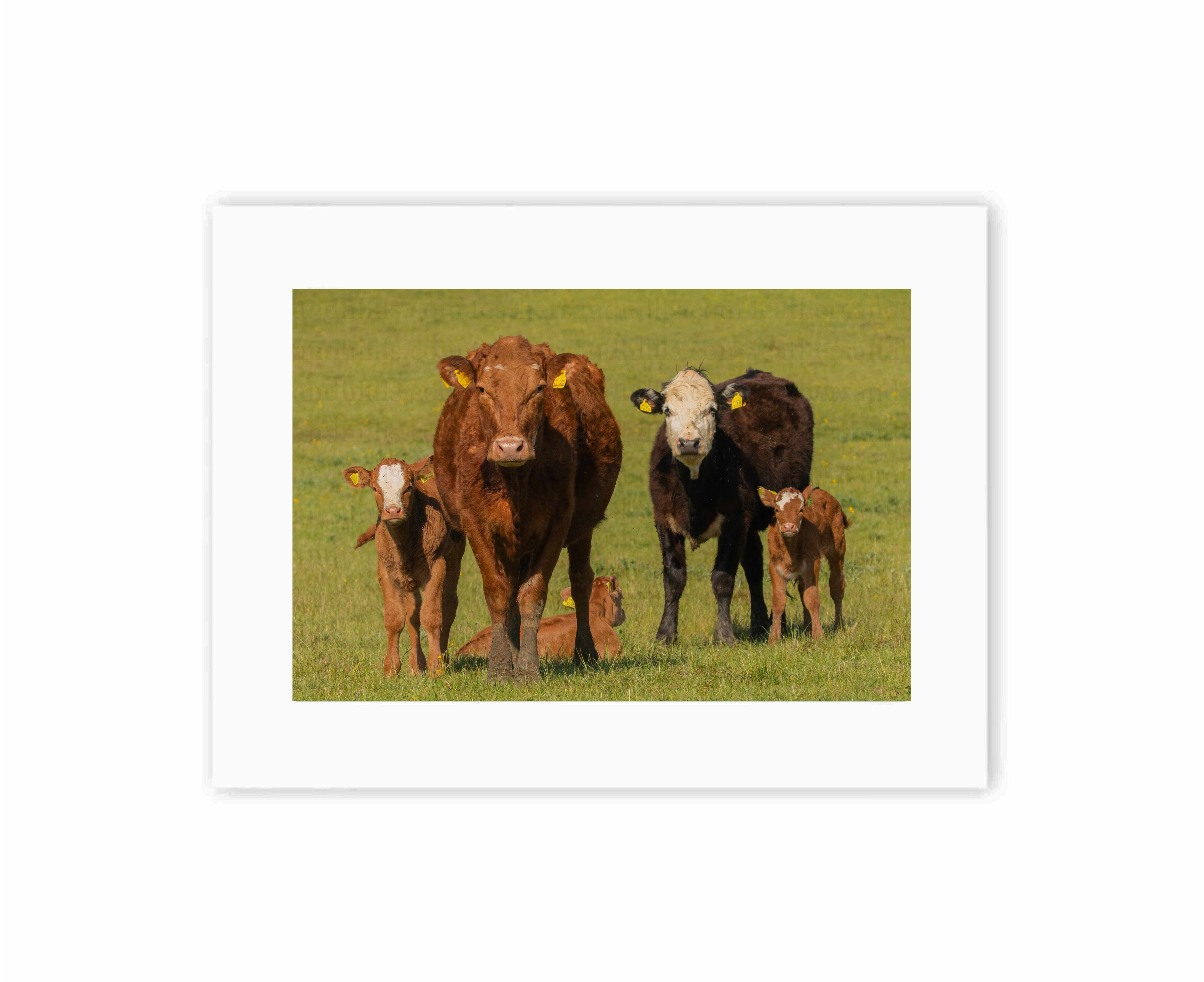 The Cow Family Watch