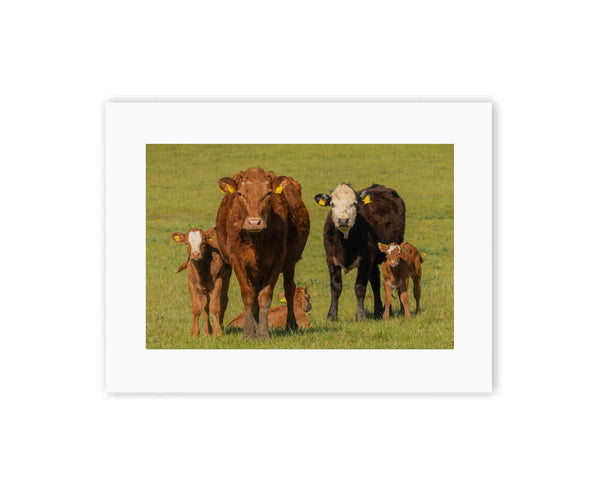 The Cow Family Watch