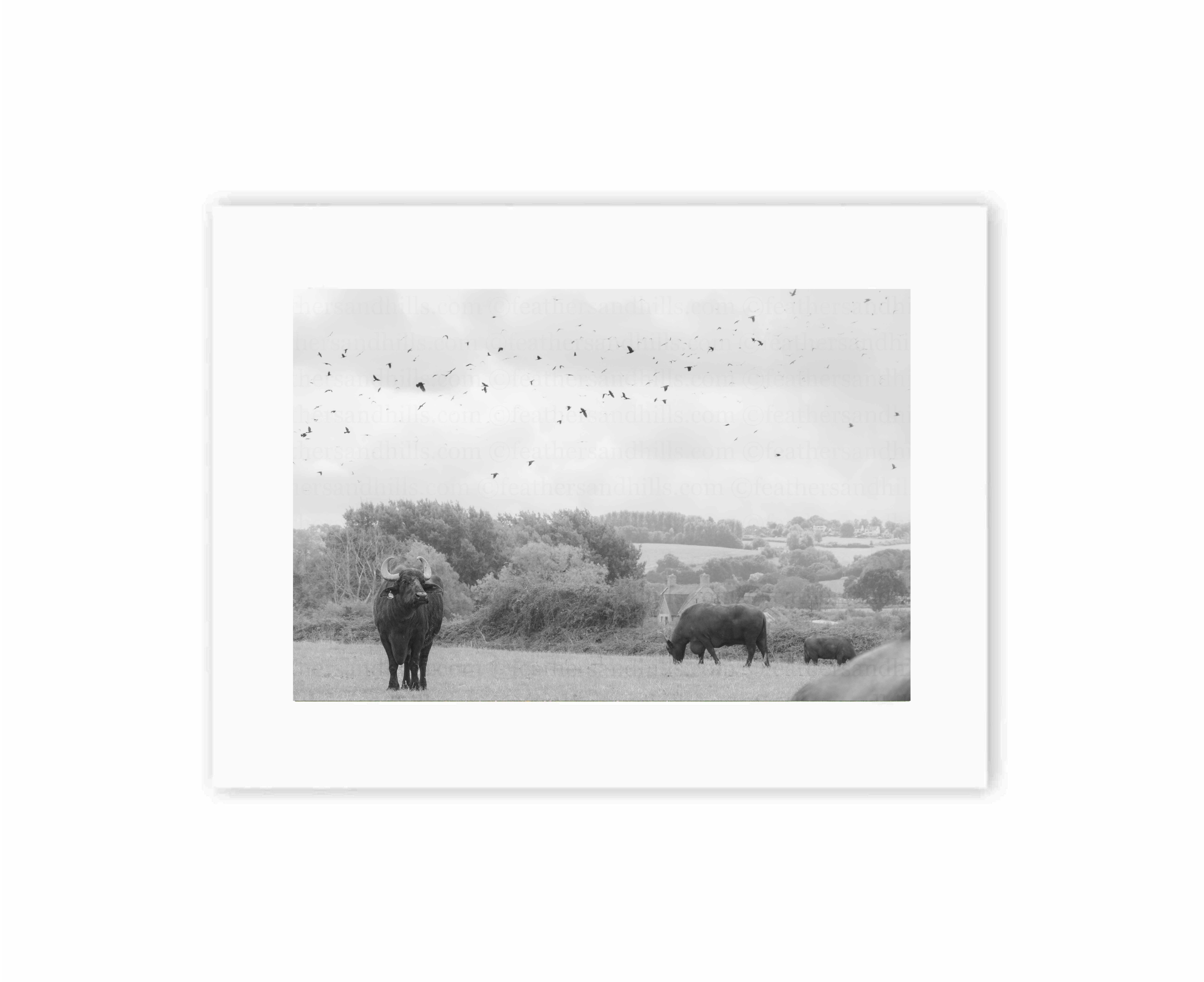 Thoughtful Buffalo