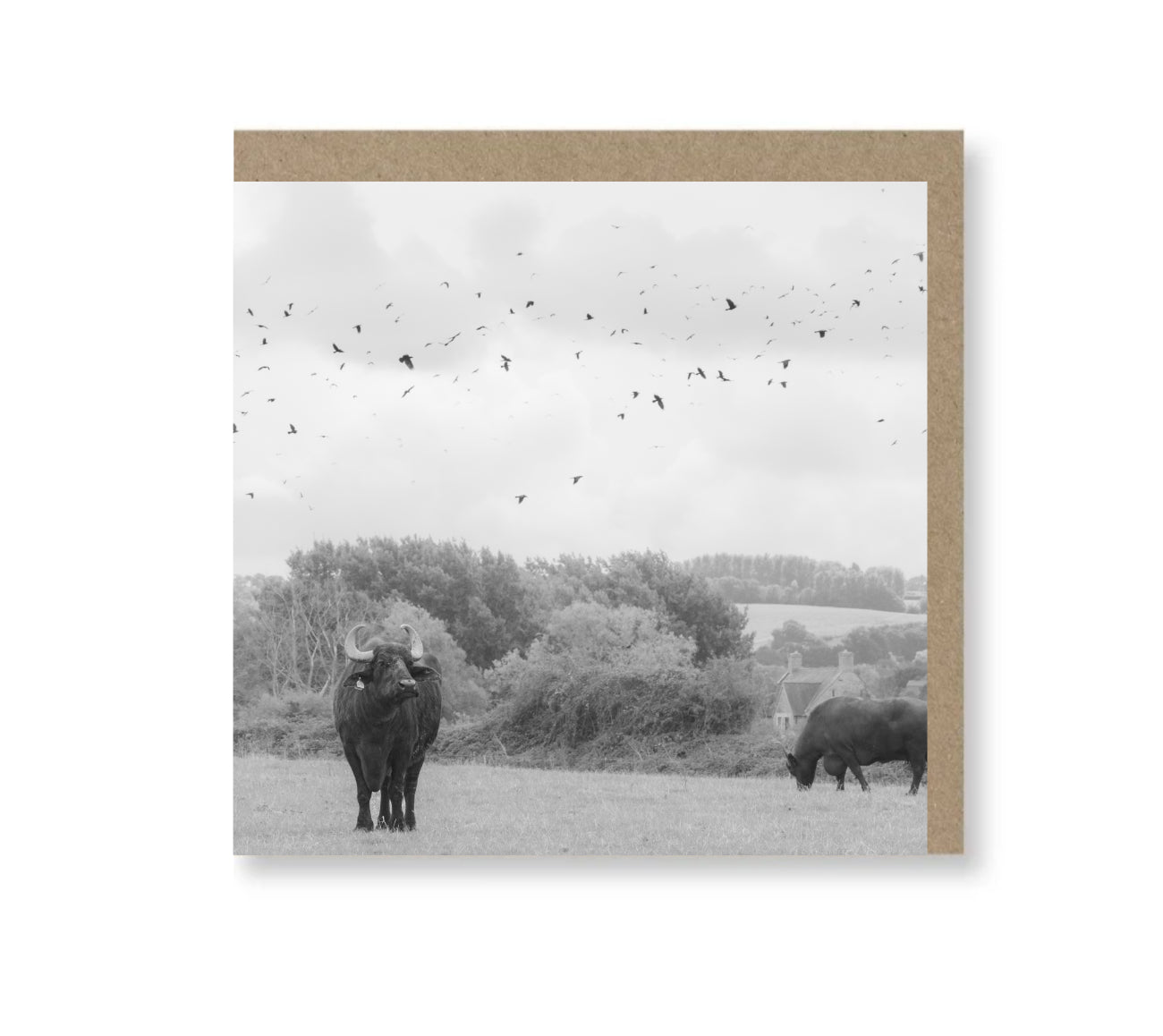 Thoughtful Buffalo
