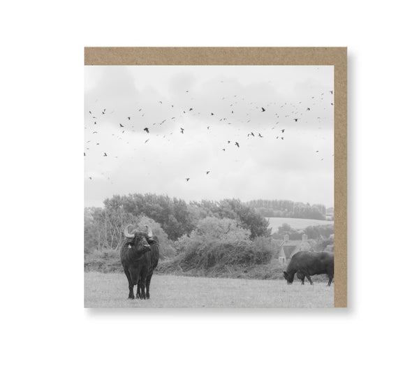 Thoughtful Buffalo