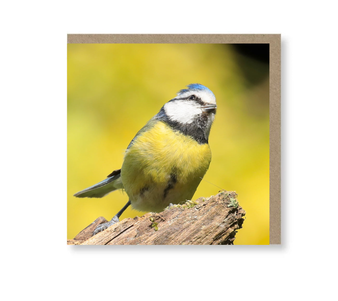 Thoughtful Tit
