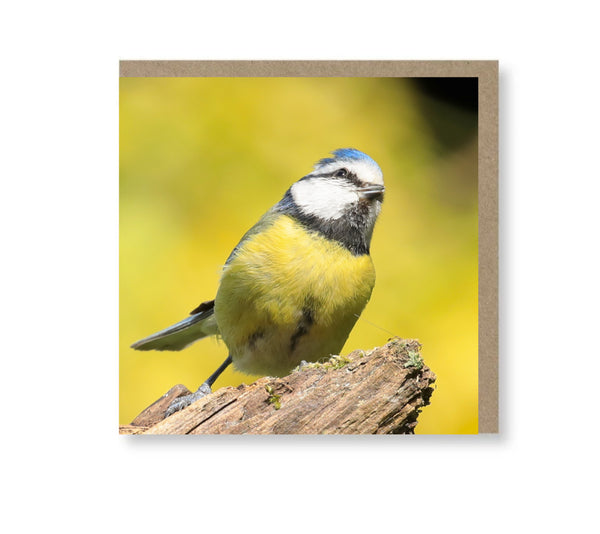Thoughtful Tit