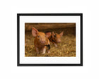Two Little Trotters