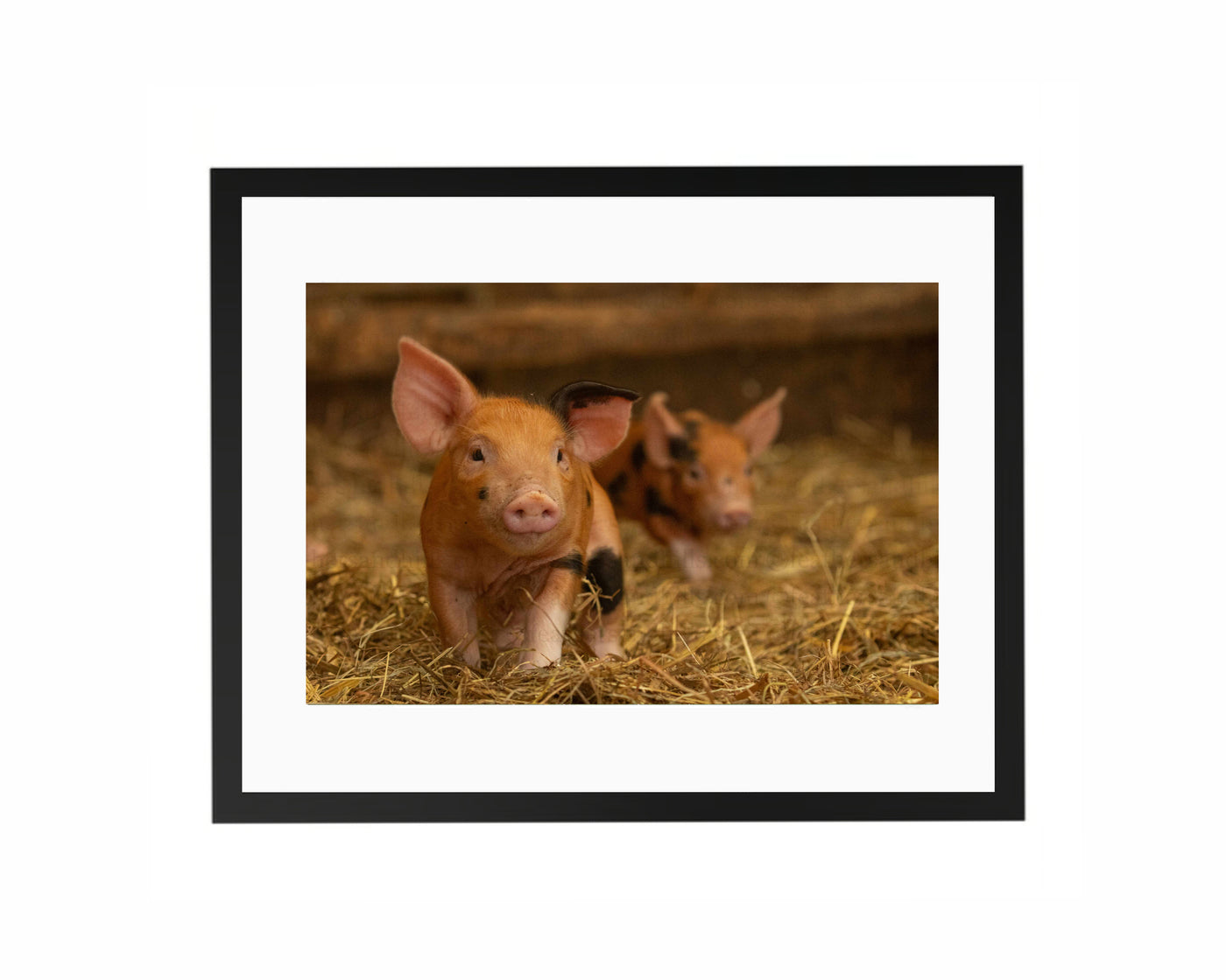 Two Little Trotters