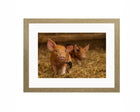 Two Little Trotters