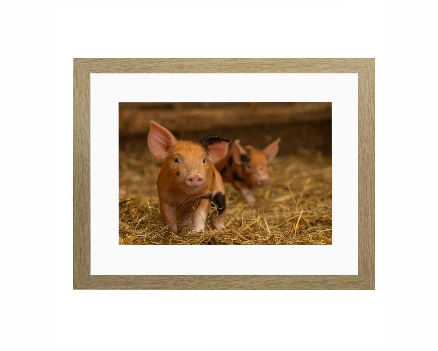 Two Little Trotters