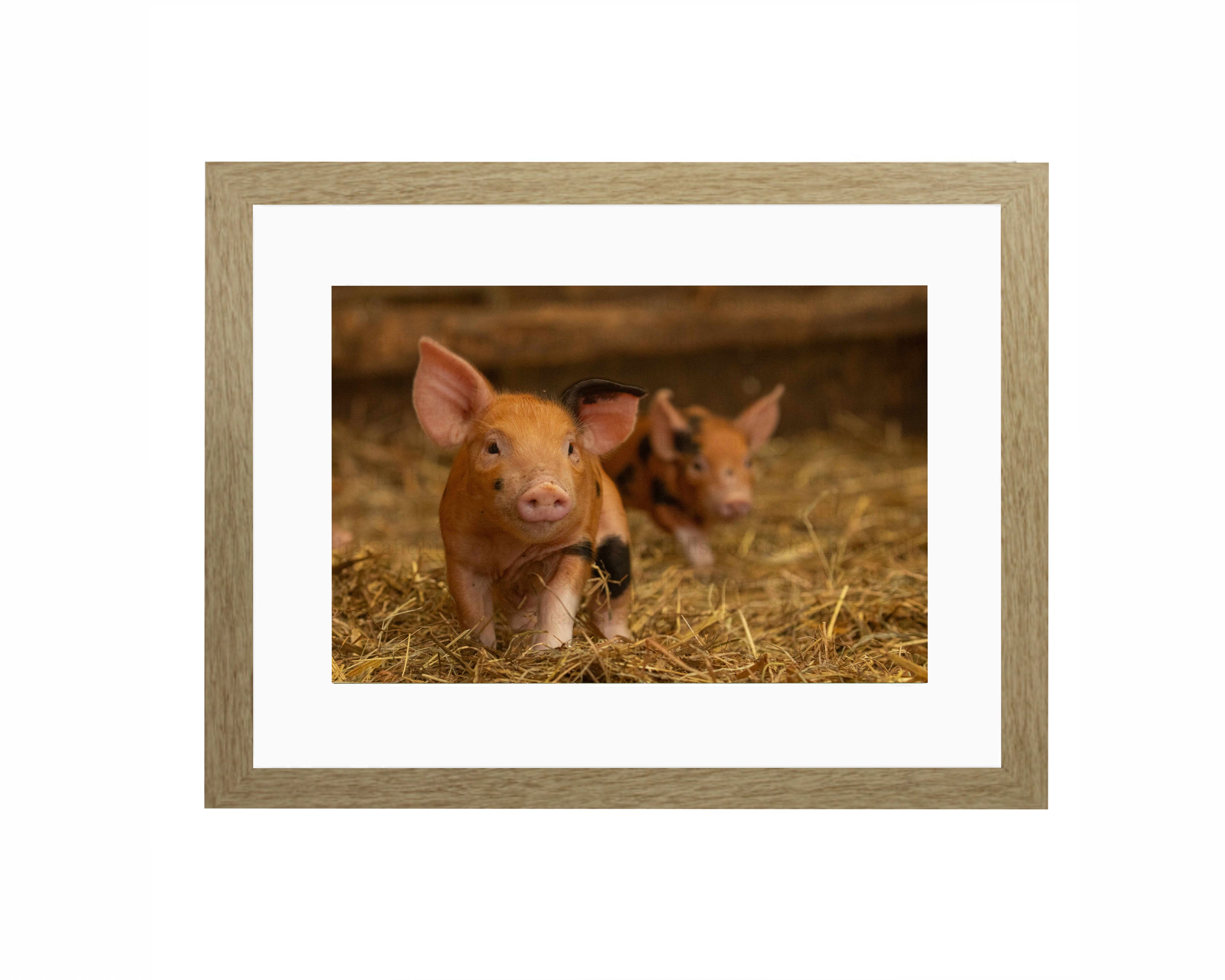 Two Little Trotters