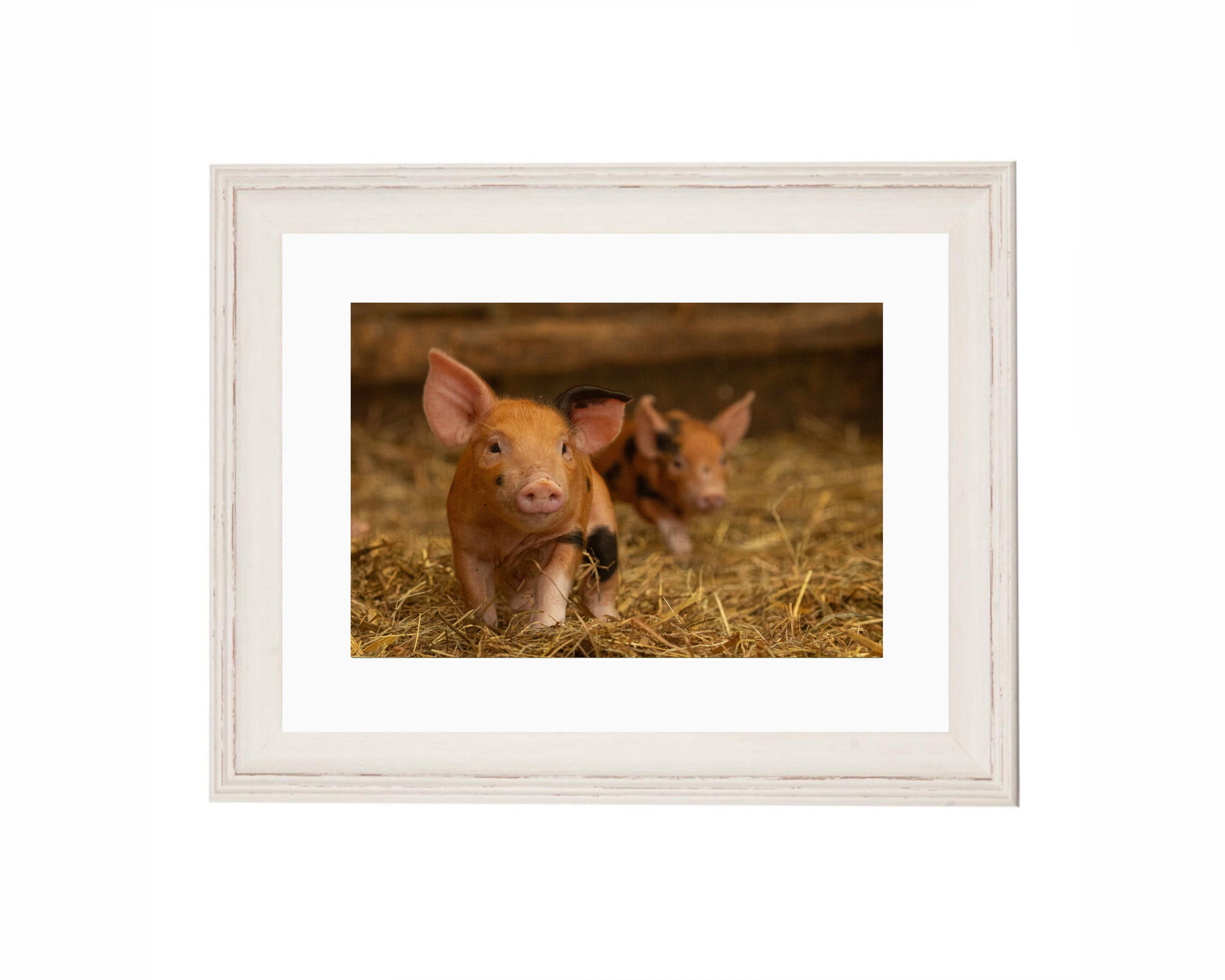 Two Little Trotters