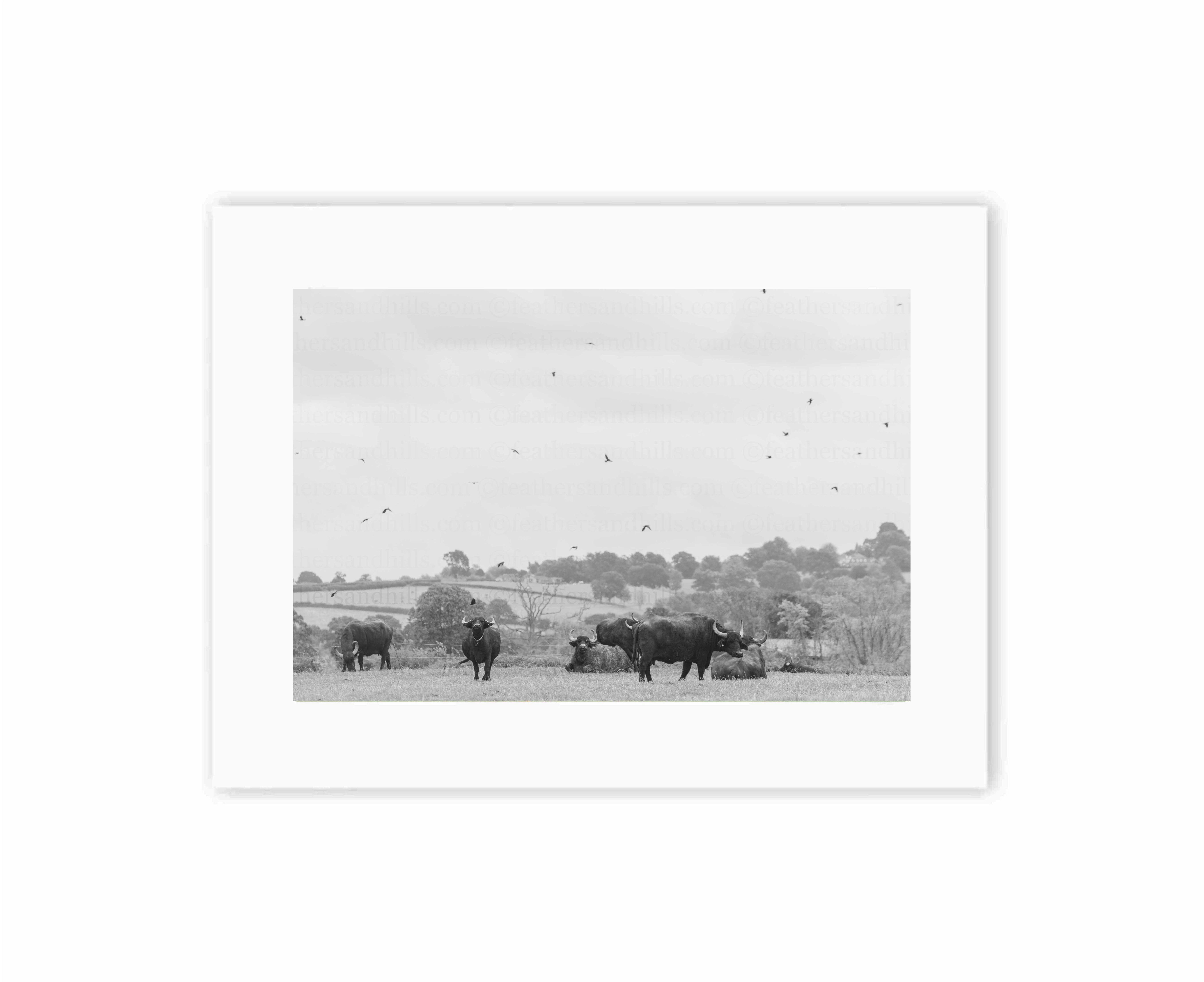 Where the Buffalo Roam