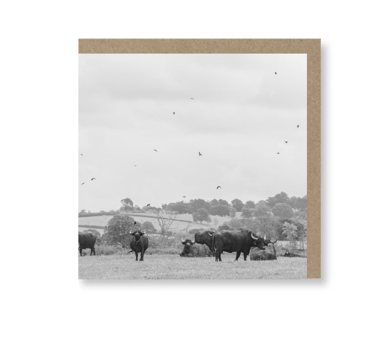 Where the buffalo roam